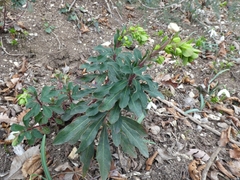 Euphorbia amygdaloides