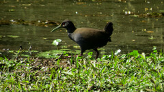 Pardirallus nigricans