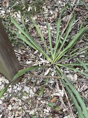 Yucca rupicola
