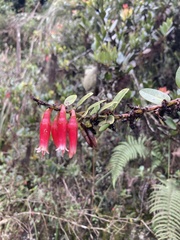 Macleania rupestris
