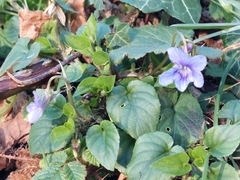 Viola reichenbachiana