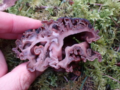 Gyromitra