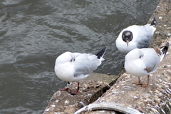 Chroicocephalus ridibundus