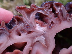 Gyromitra