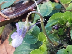 Viola reichenbachiana
