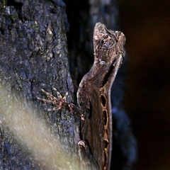 Anolis capito