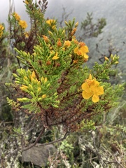 Hypericum laricifolium