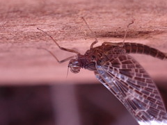 Callibaetis