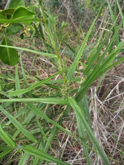 Scleria bracteata