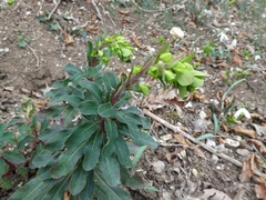 Euphorbia amygdaloides