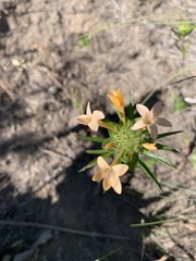 Collomia grandiflora
