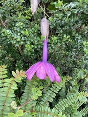 Passiflora cumbalensis