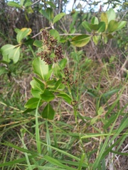 Scleria bracteata