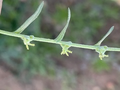 Harpagonella palmeri
