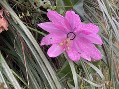 Passiflora cumbalensis