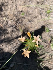 Collomia grandiflora