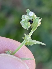 Harpagonella palmeri