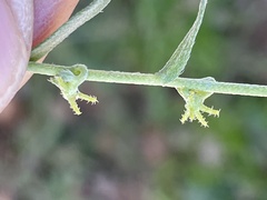 Harpagonella palmeri