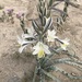 Desert Lily - Photo (c) suzannestensaas, some rights reserved (CC BY-NC)