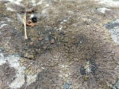 Xanthoparmelia loxodes