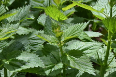 Urtica dioica