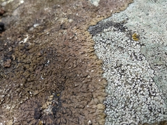 Xanthoparmelia loxodes