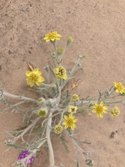 Baileya pleniradiata