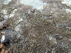 Xanthoparmelia loxodes