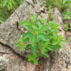 Peperomia increscens