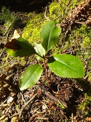 Arbutus menziesii