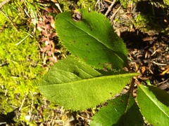 Arbutus menziesii