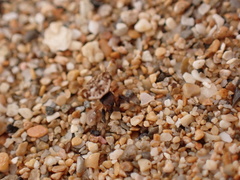 Thelacantha