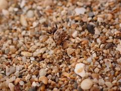 Thelacantha
