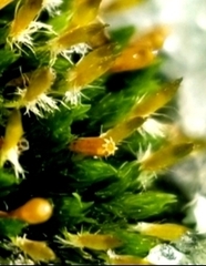 Orthotrichum anomalum