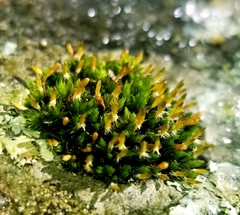 Orthotrichum anomalum