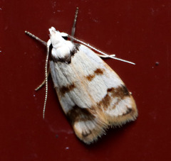Chezala brachypepla