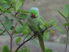 Psittacula krameri