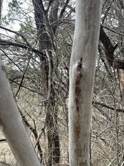 Diospyros texana