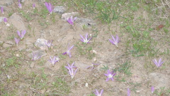 Colchicum montanum