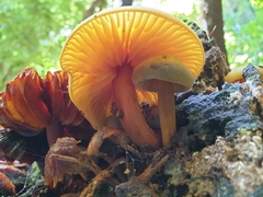 Heimiomyces