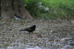 Cacicus chrysopterus