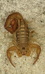Centruroides guanensis