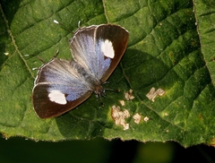 Horaga onyx