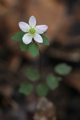 Thalictrum thalictroides