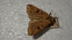 Diarsia mendica