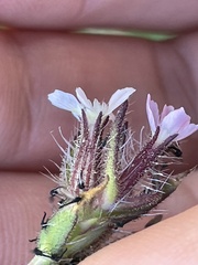 Silene gallica