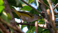 Euphonia chalybea