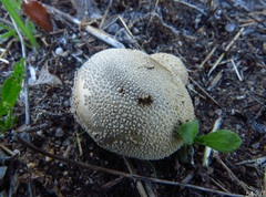 Lycoperdon pratense
