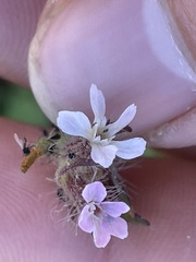 Silene gallica