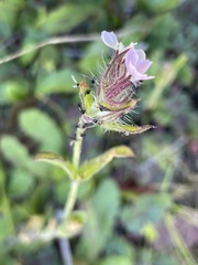 Silene gallica